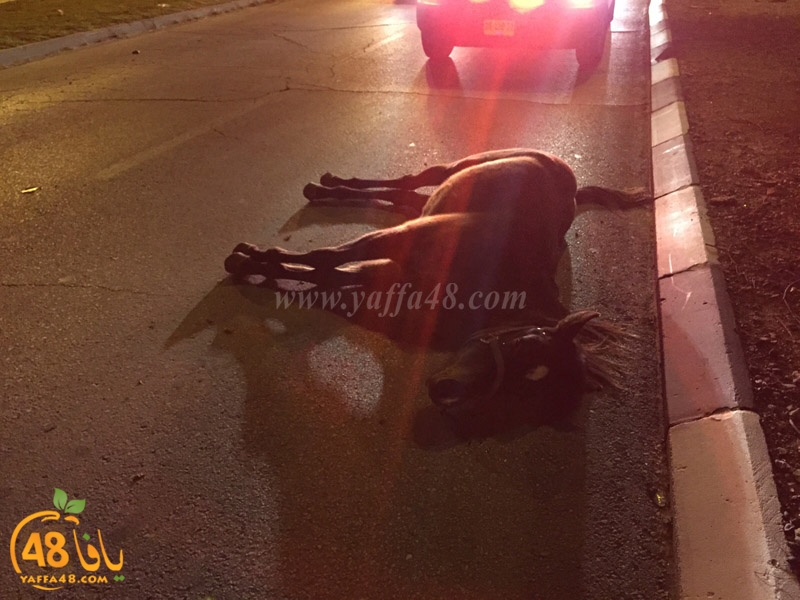 horse yeaffa (4).jpg